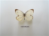 藏品(緣點白粉蝶)的圖片